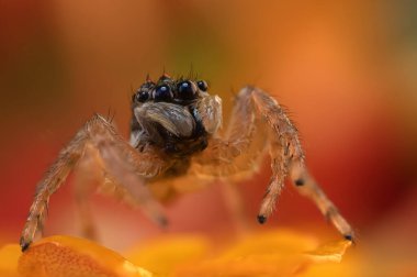 Örümcekler. Renkli doğa geçmişi. Fotoğrafı kapat.. 