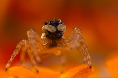 Örümcekler. Renkli doğa geçmişi. Fotoğrafı kapat.. 