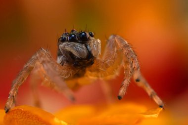 Örümcekler. Renkli doğa geçmişi. Fotoğrafı kapat.. 