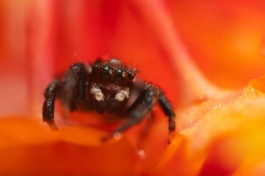 Örümcekler. Renkli doğa geçmişi. Fotoğrafı kapat.. 