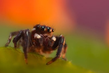 Örümcekler. Renkli doğa geçmişi. Fotoğrafı kapat.. 