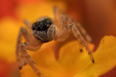 Örümcekler. Renkli doğa geçmişi. Fotoğrafı kapat.. 
