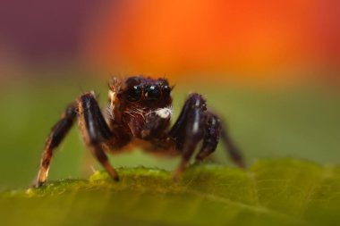 Örümcekler. Renkli doğa geçmişi. Fotoğrafı kapat.. 