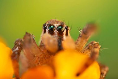 Örümcekler. Renkli doğa geçmişi. Fotoğrafı kapat.. 