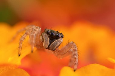 Örümcekler. Renkli doğa geçmişi. Fotoğrafı kapat.. 
