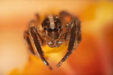Örümcekler. Renkli doğa geçmişi. Fotoğrafı kapat.. 