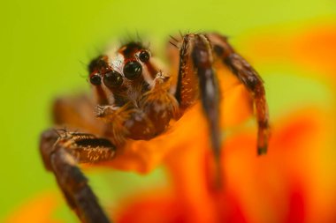 Doğal ortamında çekilmiş bir örümceğin fotoğrafı. Doğal arka plan. Sıçrayan Örümcek.