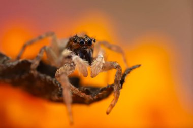 Doğal ortamında çekilmiş bir örümceğin fotoğrafı. Doğal arka plan. Sıçrayan Örümcek.
