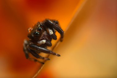 Doğal ortamında çekilmiş bir örümceğin fotoğrafı. Doğal arka plan. Sıçrayan Örümcek.