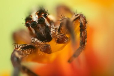Doğal ortamında çekilmiş bir örümceğin fotoğrafı. Doğal arka plan. Sıçrayan Örümcek.