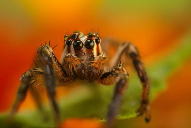 Doğal ortamında çekilmiş bir örümceğin fotoğrafı. Doğal arka plan. Sıçrayan Örümcek.