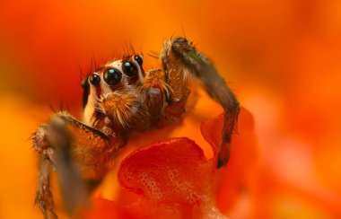 Doğal ortamında çekilmiş bir örümceğin fotoğrafı. Doğal arka plan. Sıçrayan Örümcek.