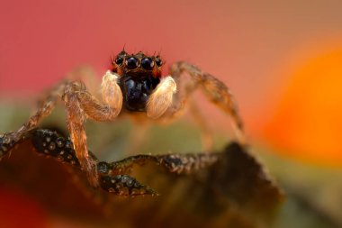 Doğal ortamında çekilmiş bir örümceğin fotoğrafı. Doğal arka plan. Sıçrayan Örümcek.