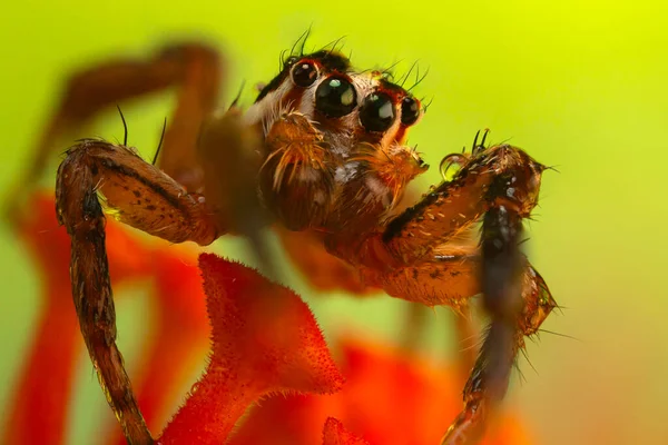 Doğal ortamında çekilmiş bir örümceğin fotoğrafı. Doğal arka plan. Sıçrayan Örümcek.