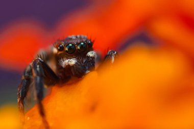 Çarpışan bir örümceğin yakın plan fotoğrafı. Doğal arka plan. Örümcek türü; zıplayan örümcek. Salticidae..
