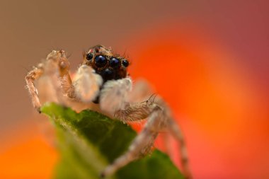 Çarpışan bir örümceğin yakın plan fotoğrafı. Doğal arka plan. Örümcek türü; zıplayan örümcek. Salticidae..
