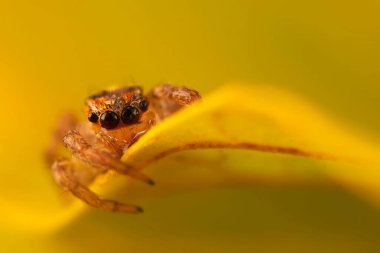 Çarpışan bir örümceğin yakın plan fotoğrafı. Doğal arka plan. Örümcek türü; zıplayan örümcek. Salticidae..