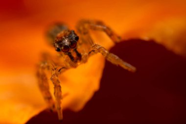 Çarpışan bir örümceğin yakın plan fotoğrafı. Doğal arka plan. Örümcek türü; zıplayan örümcek. Salticidae..