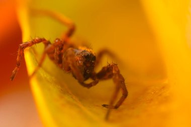 Çarpışan bir örümceğin yakın plan fotoğrafı. Doğal arkaplan. 