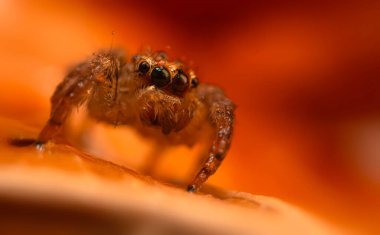 Çarpışan bir örümceğin yakın plan fotoğrafı. Doğal arka plan. Örümcek türü; zıplayan örümcek. Salticidae..