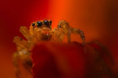 Çarpışan bir örümceğin yakın plan fotoğrafı. Doğal arka plan. Örümcek türü; zıplayan örümcek. Salticidae..