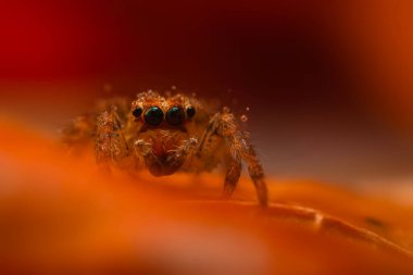 Çarpışan bir örümceğin yakın plan fotoğrafı. Doğal arka plan. Örümcek türü; zıplayan örümcek. Salticidae..