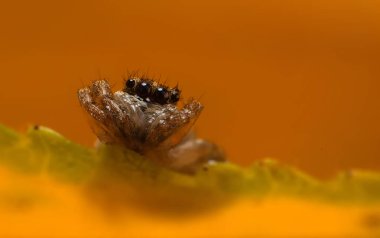 Çarpışan bir örümceğin yakın plan fotoğrafı. Doğal arka plan. Örümcek türü; zıplayan örümcek. Salticidae..
