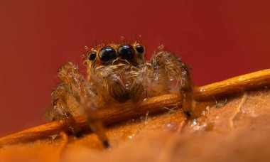 Çarpışan bir örümceğin yakın plan fotoğrafı. Doğal arka plan. Örümcek türü; zıplayan örümcek. Salticidae..