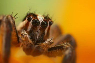 Çarpışan bir örümceğin yakın plan fotoğrafı. Doğal arka plan. Örümcek türü; zıplayan örümcek. Salticidae..