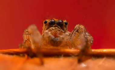 Çarpışan bir örümceğin yakın plan fotoğrafı. Doğal arka plan. Örümcek türü; zıplayan örümcek. Salticidae..