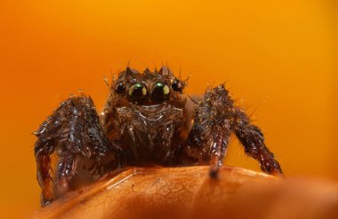 Çarpışan bir örümceğin yakın plan fotoğrafı. Doğal arka plan. Örümcek türü; zıplayan örümcek. Salticidae..