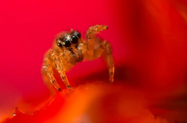 Çarpışan bir örümceğin yakın plan fotoğrafı. Doğal arka plan. Örümcek türü; zıplayan örümcek. Salticidae..