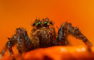 Çarpışan bir örümceğin yakın plan fotoğrafı. Doğal arka plan. Örümcek türü; zıplayan örümcek. Salticidae..