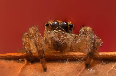 Çarpışan bir örümceğin yakın plan fotoğrafı. Doğal arka plan. Örümcek türü; zıplayan örümcek. Salticidae..