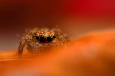 Çarpışan bir örümceğin yakın plan fotoğrafı. Doğal arka plan. Örümcek türü; zıplayan örümcek. Salticidae..