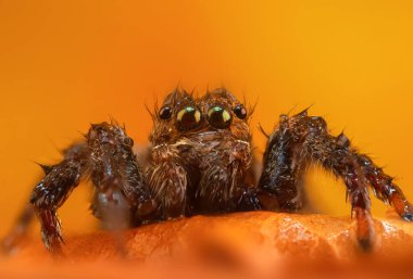 Çarpışan bir örümceğin yakın plan fotoğrafı. Doğal arka plan. Örümcek türü; zıplayan örümcek. Salticidae..