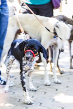 üç bacaklı köpek bağlı