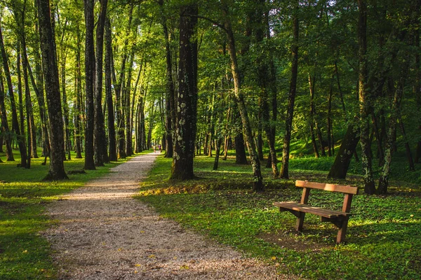 Green forest with path — Stock Photo, Image