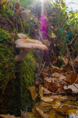 yaprak yatağında ormanda mantar
