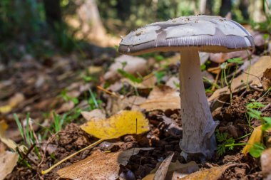 yaprak yatağında ormanda mantar