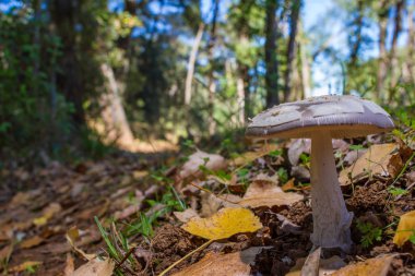 yaprak yatağında ormanda mantar