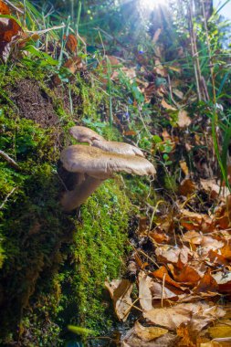 yaprak yatağında ormanda mantar
