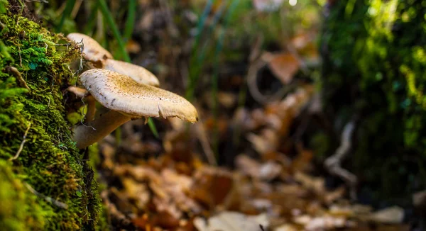 Paddestoel in het bos op bed van bladeren — Stockfoto