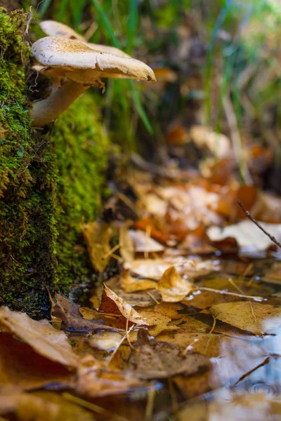 Svamp i skogen på sängen av löv — Stockfoto