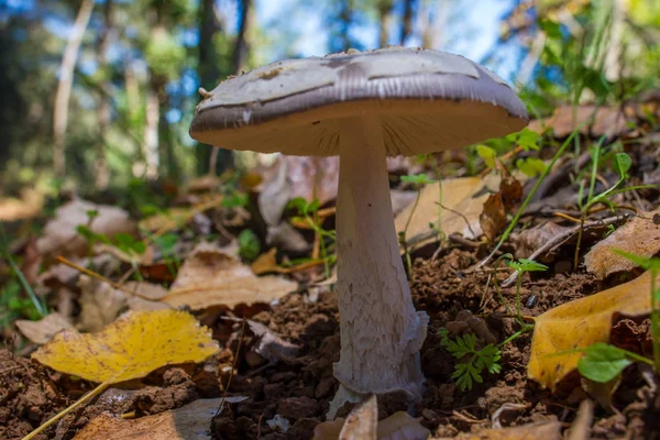 Paddestoel in het bos op bed van bladeren — Stockfoto