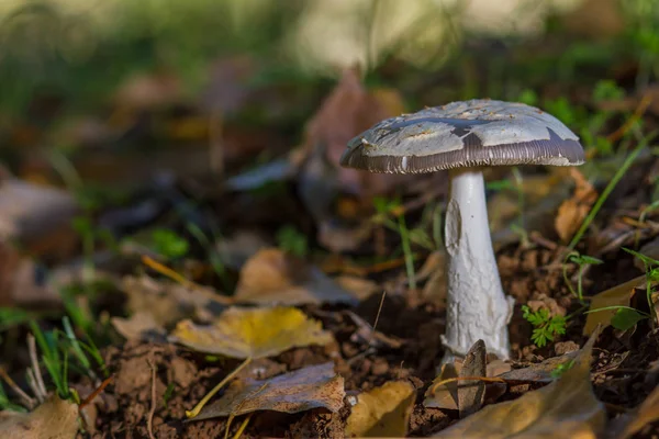 Paddestoel in het bos op bed van bladeren — Stockfoto