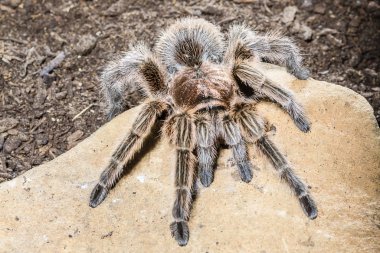 Kaya koyu arka plan üzerinde Şili pembe tarantula