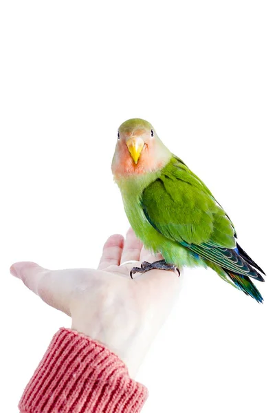 Orange green and blue lovebirds — Stock Photo, Image