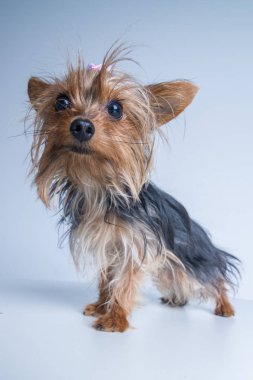 beyaz arka plan yorkshire