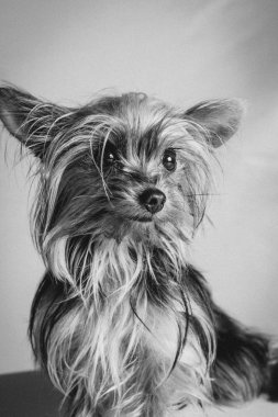 yorkshire siyah beyaz